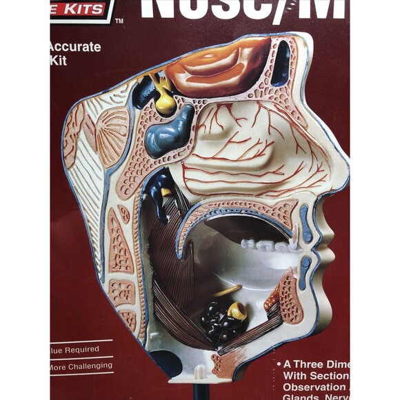 Nose Mouth Model Kit STEM Ages 10+ Lindberg Made in USA - Picture 4 of 10